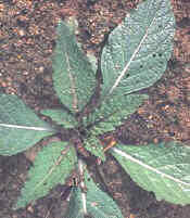 La Mandrágora era una planta erótica por excelencia