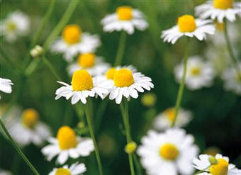 Manzanilla común (Matricaria chamomilla)