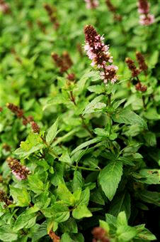 Menta (Menta piperita)