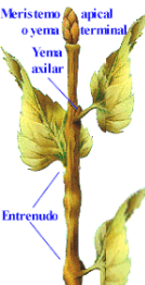 tallo