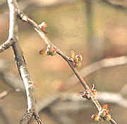 Los meristemos primarios intercalares son las yemas localizadas en los entrenudos del tallo