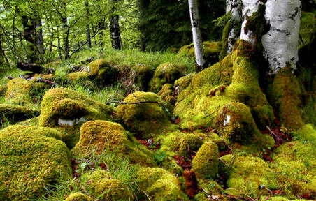 Los musgos son generalmente los primeros organismos que se instalan sobre el sustrato y superficies rocosas