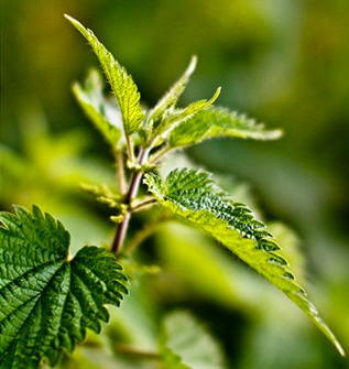 Ortiga mayor (Urtica dioica)