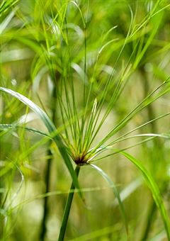 Papiro (Cyperus papyrus)