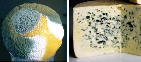 Penicillum glaucum, típico de los cítricos, como las naranjas y los quesos