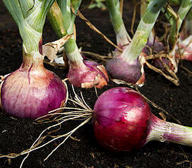 Las raíces de las bulbosas engrosan para almacenar sustancias de reserva