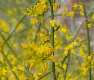 Retama común (Retama sphaerocarpa)