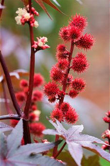 Ricino (Ricinus communis)