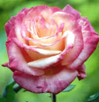 Rosa, perteneciente a la familia de las rosáceas