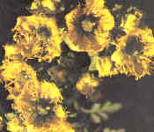 La Ruda era muy apreciada por las mujeres, a la que atribuían virtudes mágicas