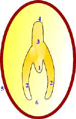 Identificación de la semilla