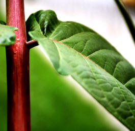 El tallo es el encargado de sostener las hojas y flores, y transportar a todo el cuerpo de la planta la savia bruta y elaborada