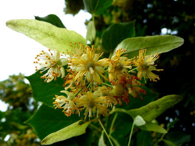Tilo (Tilia platyphyllos)