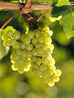 Uvas, fruto de la vid (Vitis vinífera), la especie más famosa de la familia de las ramnáceas