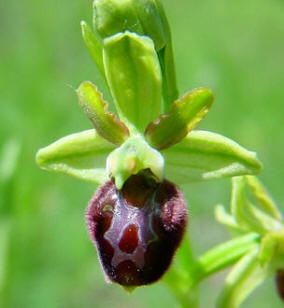 Abejera (Ophrys sphecodes)