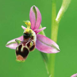 Abejera becada (Ophrys scolopax)