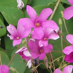 Acederilla (Oxalis Rosea)