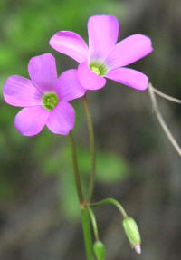 Acederilla de Drummond (Oxalis drummondii)