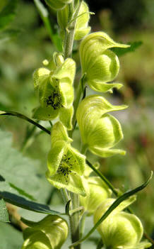 Aconito amarillo (Aconitum anthora)