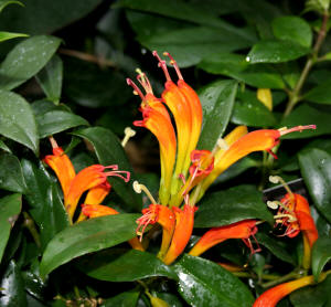 Aeschynanthus (Aeschynanthus speciosus)