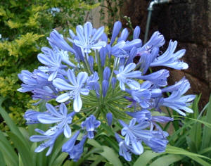 Agapanto (Agapanthus africanus)