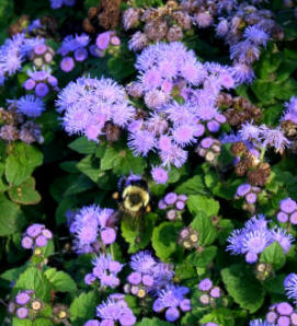 Agerato (Ageratum houstonianum / A. mexicanum)