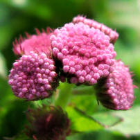 Inflorescencia de Agerato (Ageratum houstonianum / A. mexicanum)
