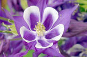 Inflorescencia Aguileña (Aquilegia hybrida)