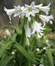 Ajo de adorno (Allium triquetrum)