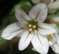 Inflorescencia del Ajo de adorno (Allium triquetrum)