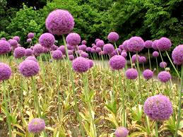 Ajo gigante (Allium giganteum)