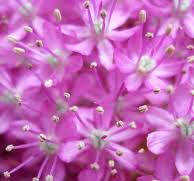Ajo gigante (Allium giganteum)