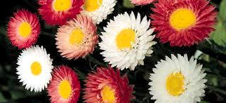 Alas de sol (Helipterum spp. / Acroclinium, Roccardia)