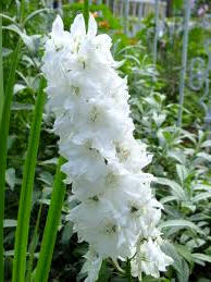 Albarraz (Delphinium ajacis)