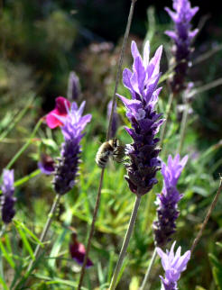 Alhucema rizada (Lavandula dentata)