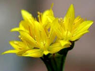 Floración de Allium Moly