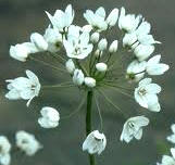 Floración de Allium neapolitanum