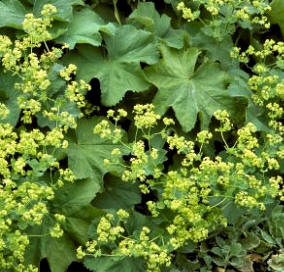 Alquimila (Alchemilla mollis)