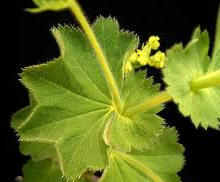 Alquimila (Alchemilla mollis)