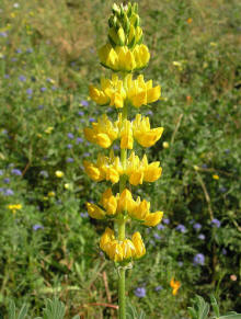 Altramuz amarillo (Lupinus luteus)