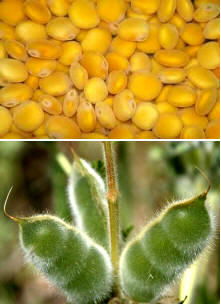 Vaina y semillas de Altramuz amarillo (Lupinus luteus)