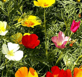 Amapola de California (Eschscholtzia californica)