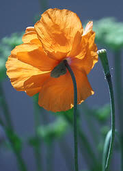 Amapola de Grazalema (papaver rupifragum)