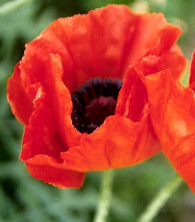 Amapola oriental (Papaver orientale)