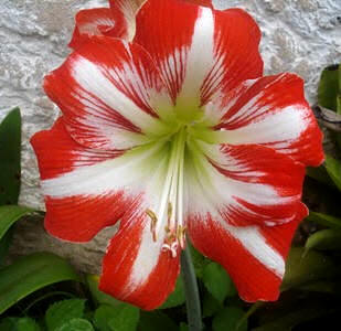 Amarilis, híbridos (Hippeastrum hybridum)