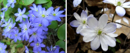 Anémona hepática (Anemone hepatica)