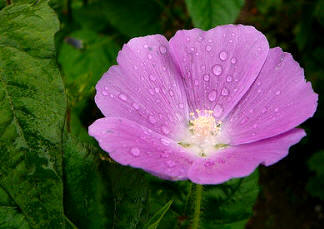 Anoda (Anoda cristata)