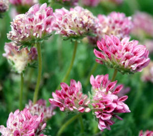 Antílide (Anthyllis montana)