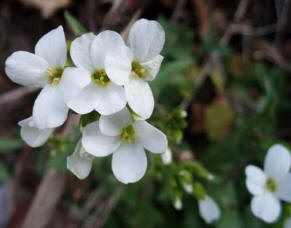 Arabis (Arabis albida)
