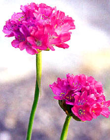 Armeria marítima (Armeria martitima / Statice armeria)